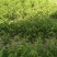 核桃苗50~100cm1年以下
