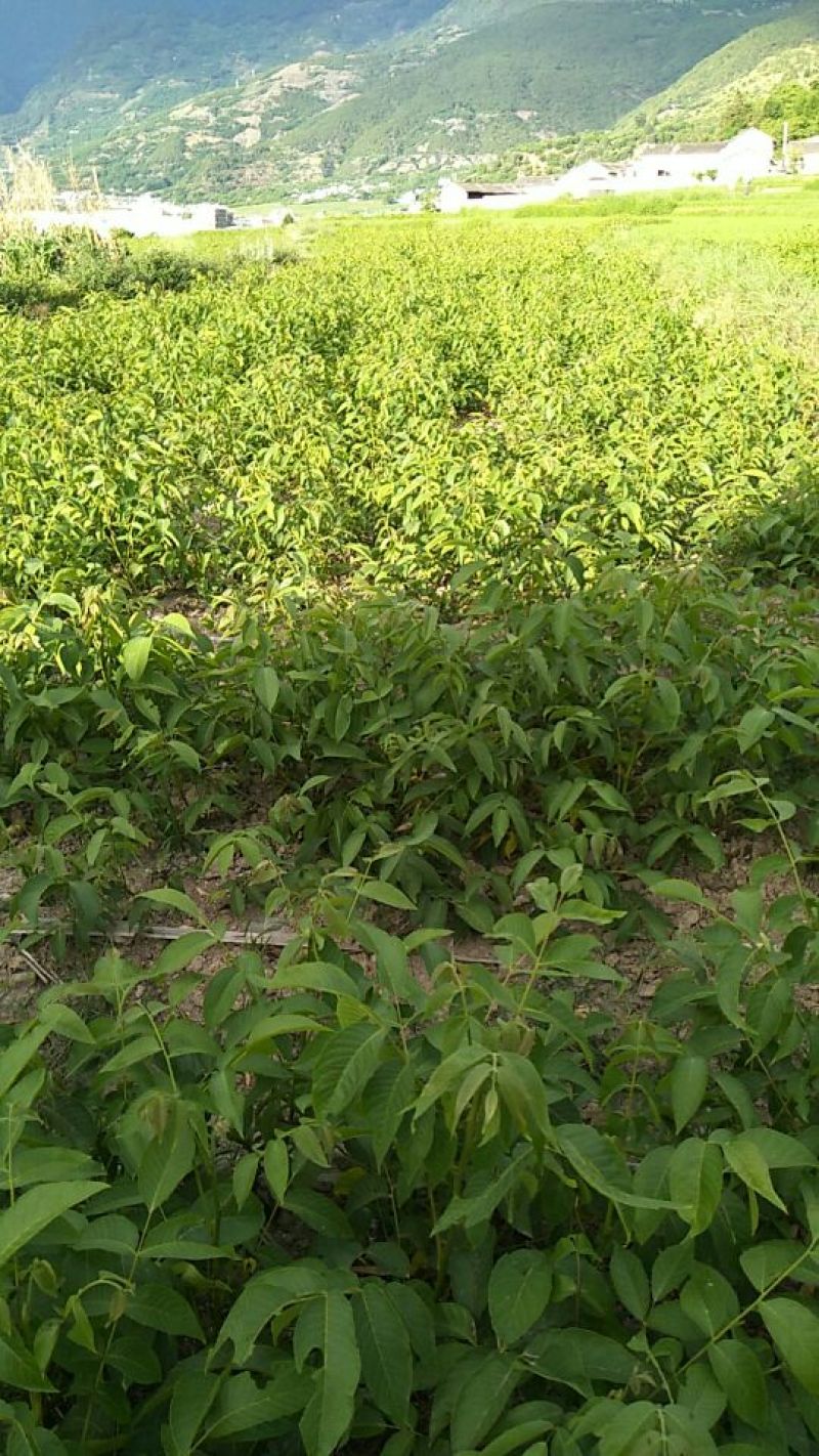 核桃苗50~100cm1年以下