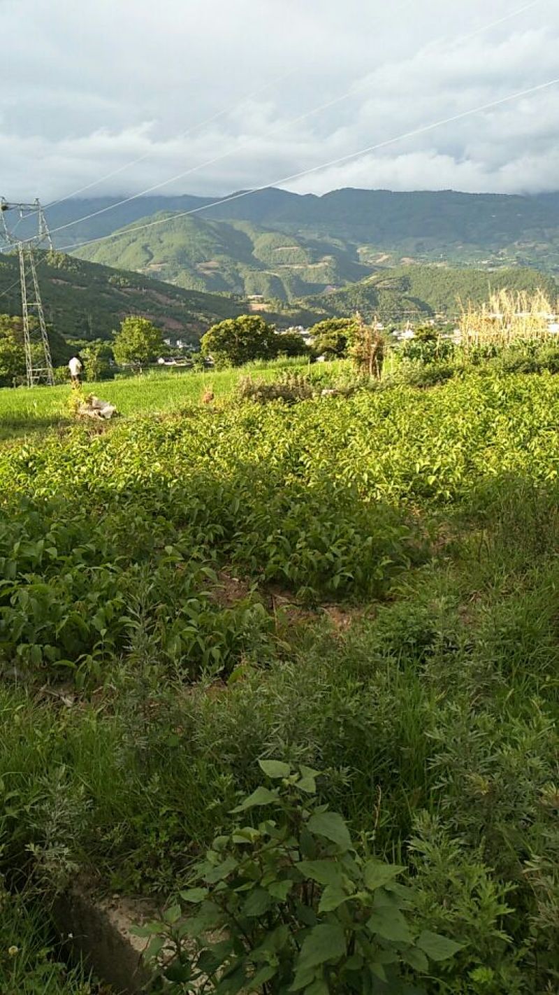 核桃苗50~100cm1年以下