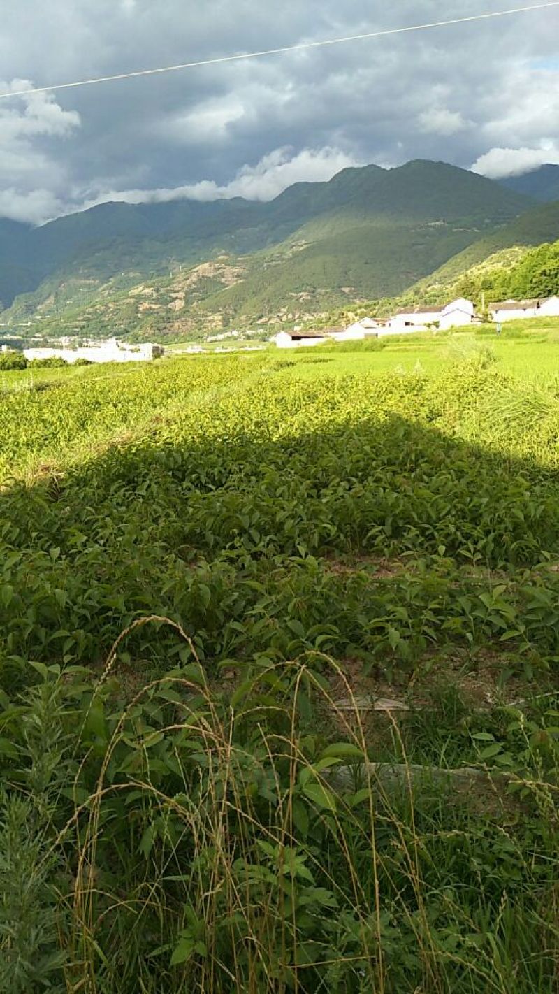 核桃苗50~100cm1年以下