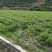 核桃苗50~100cm1年以下