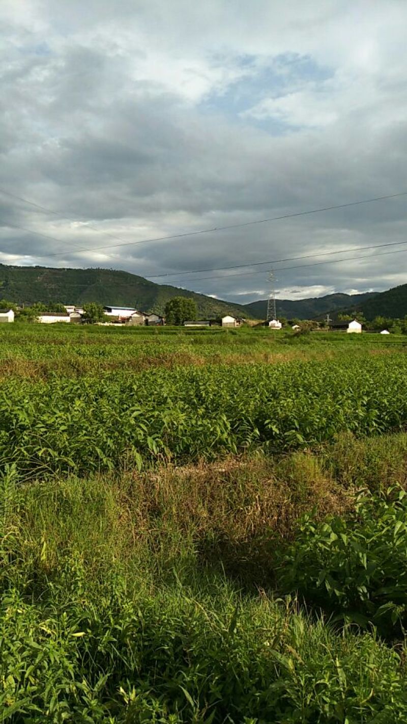 核桃苗50~100cm1年以下