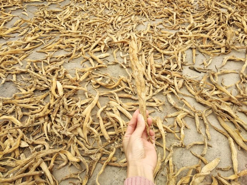 百部野生，干货