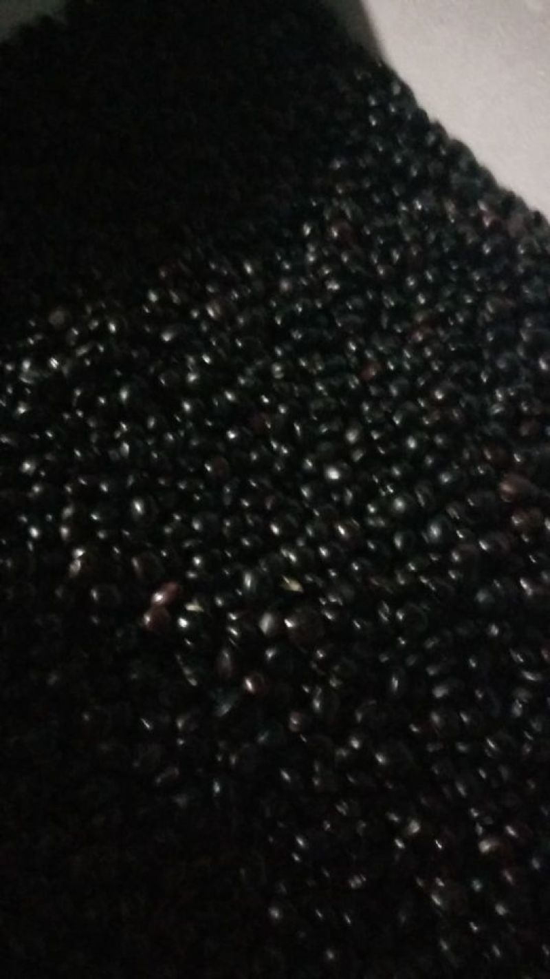 牛大力种子中叶黑豆