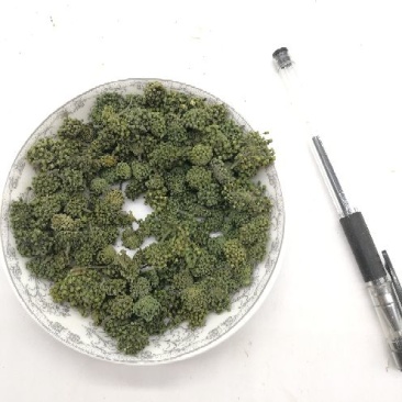 三七花无柄