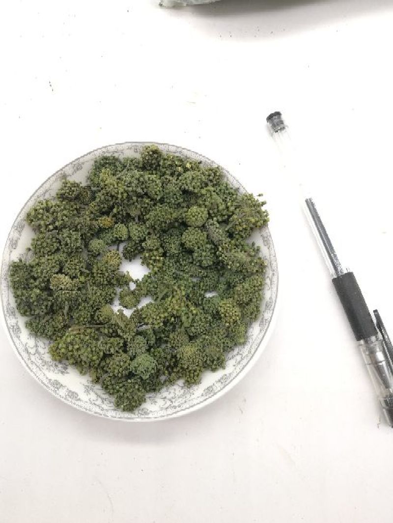 三七花无柄