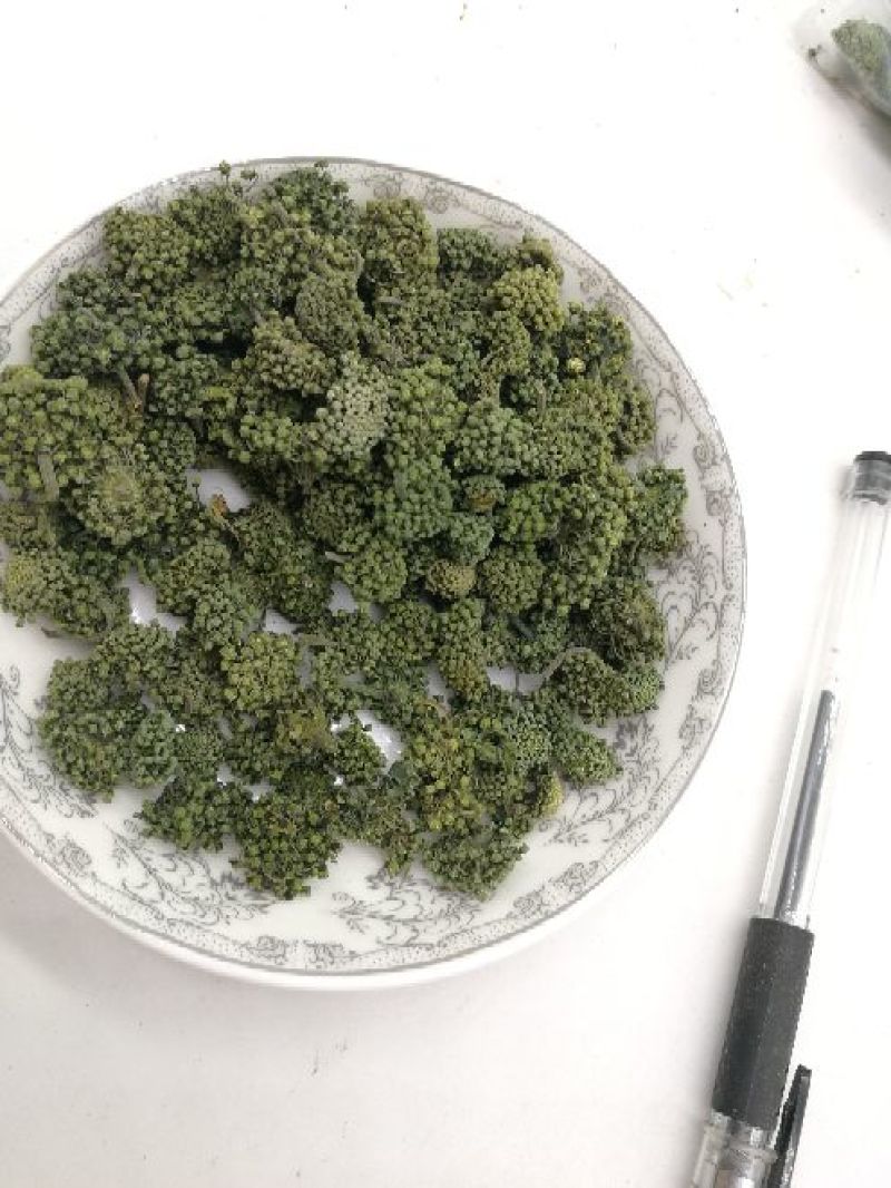 三七花无柄