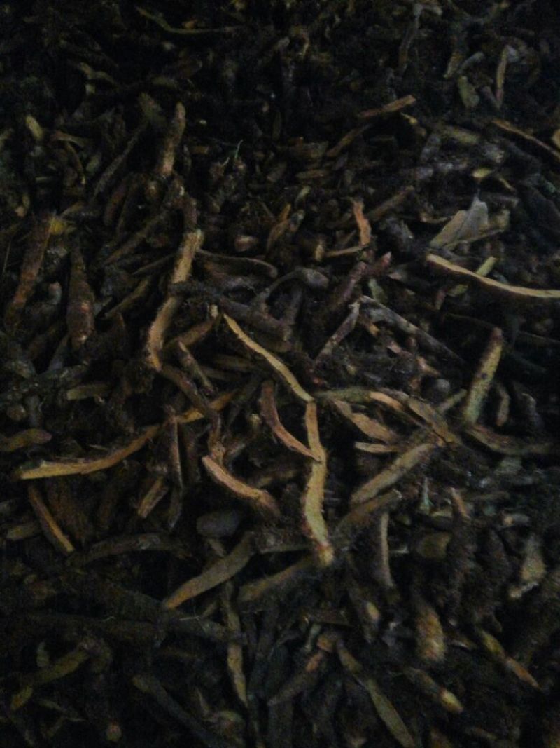 骨碎补