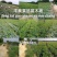 夏黑葡萄苗早熟葡萄苗种植葡萄苗38年专业苗圃基地批发