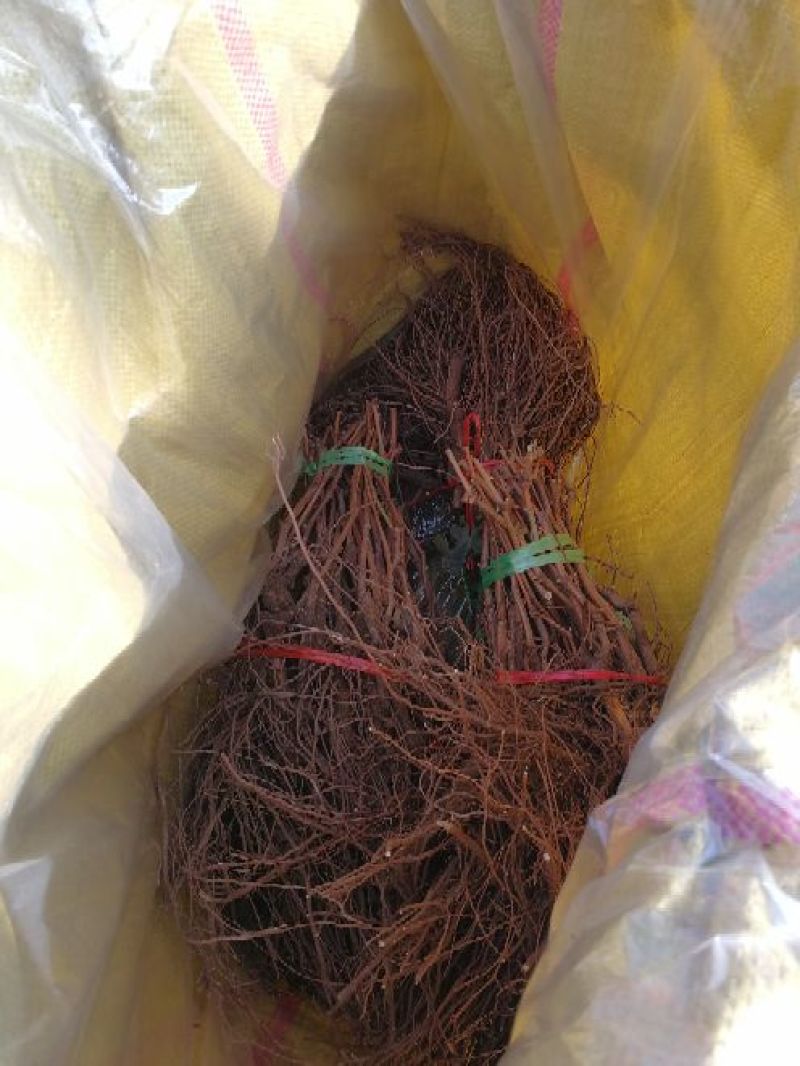 夏黑葡萄苗早熟葡萄苗种植葡萄苗38年专业苗圃基地批发