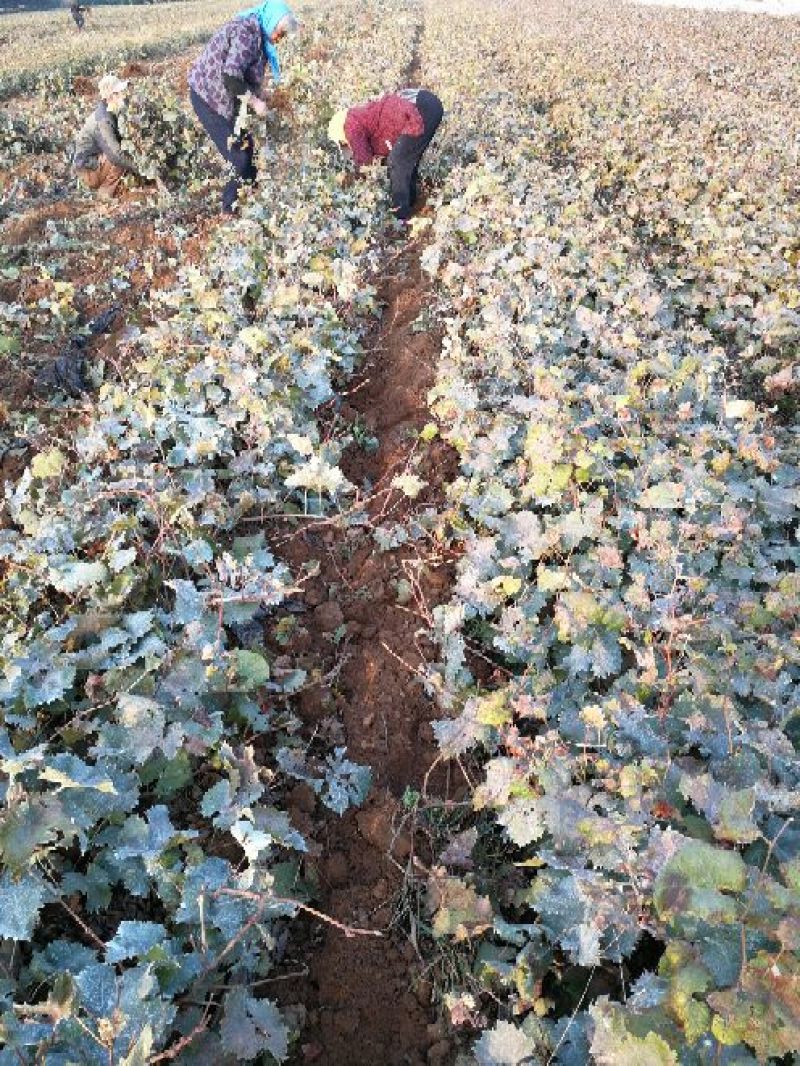 夏黑葡萄苗早熟葡萄苗种植葡萄苗38年专业苗圃基地批发