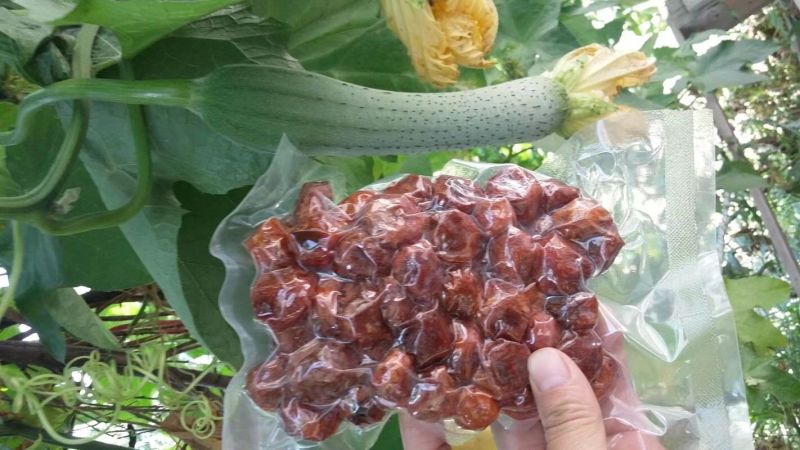 杏干树上干杏