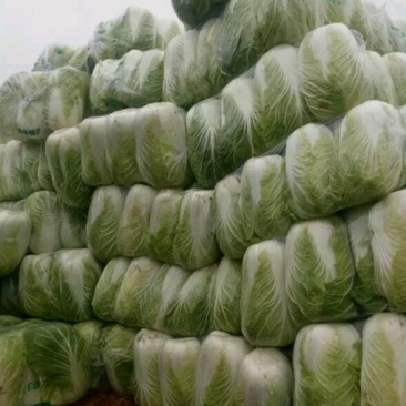 黄心白菜10斤以上毛菜