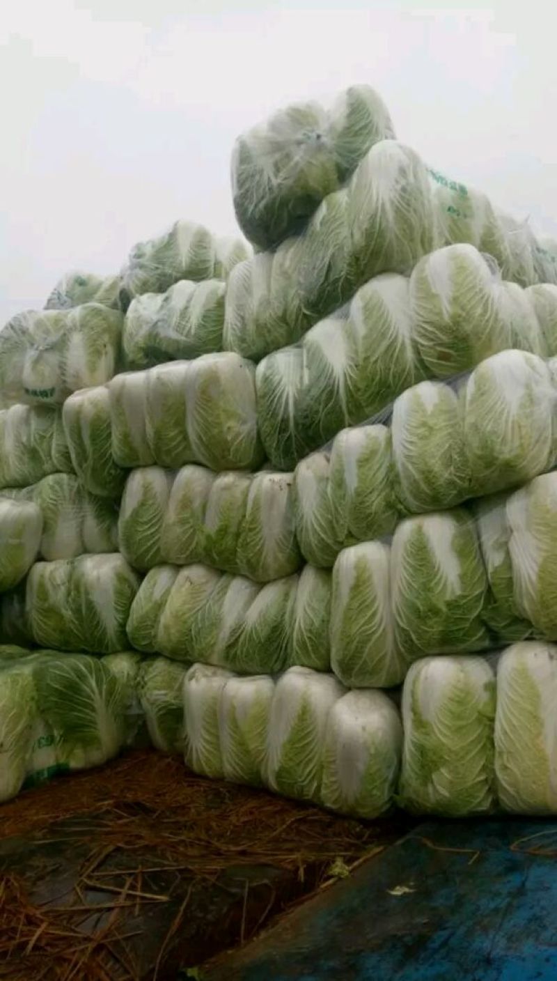 黄心白菜10斤以上毛菜