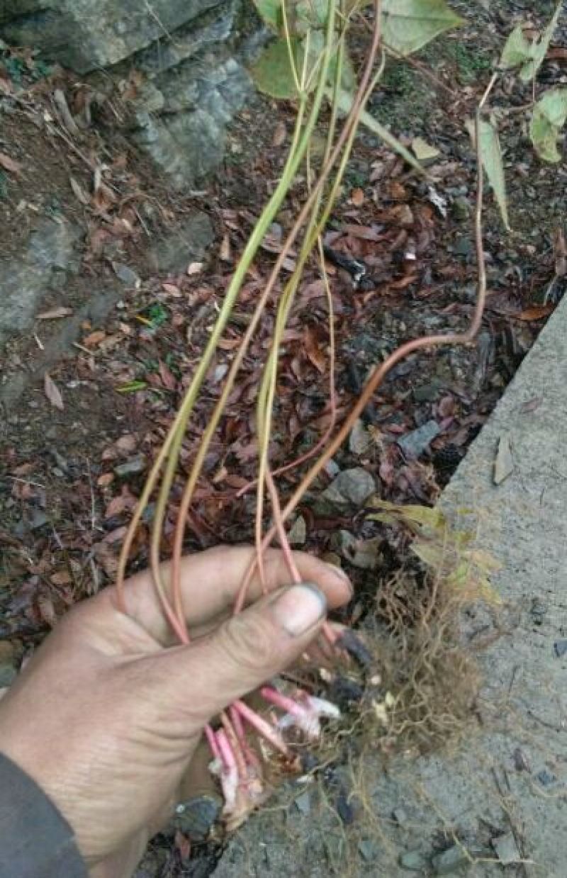 淫羊藿种苗现挖现发2之5天发货50棵起批