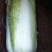 大白菜4~6斤净菜