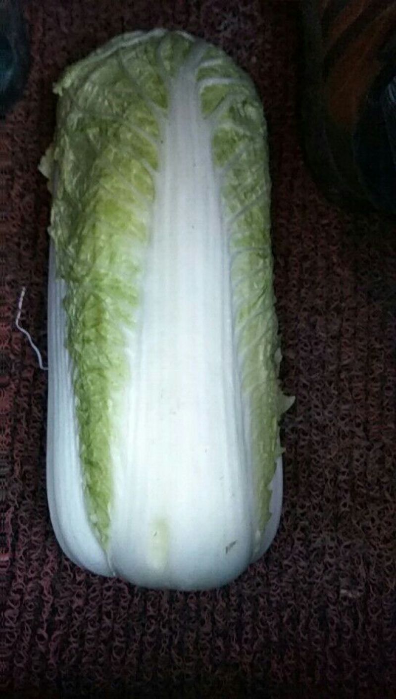 大白菜4~6斤净菜