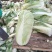 大白菜4~6斤净菜
