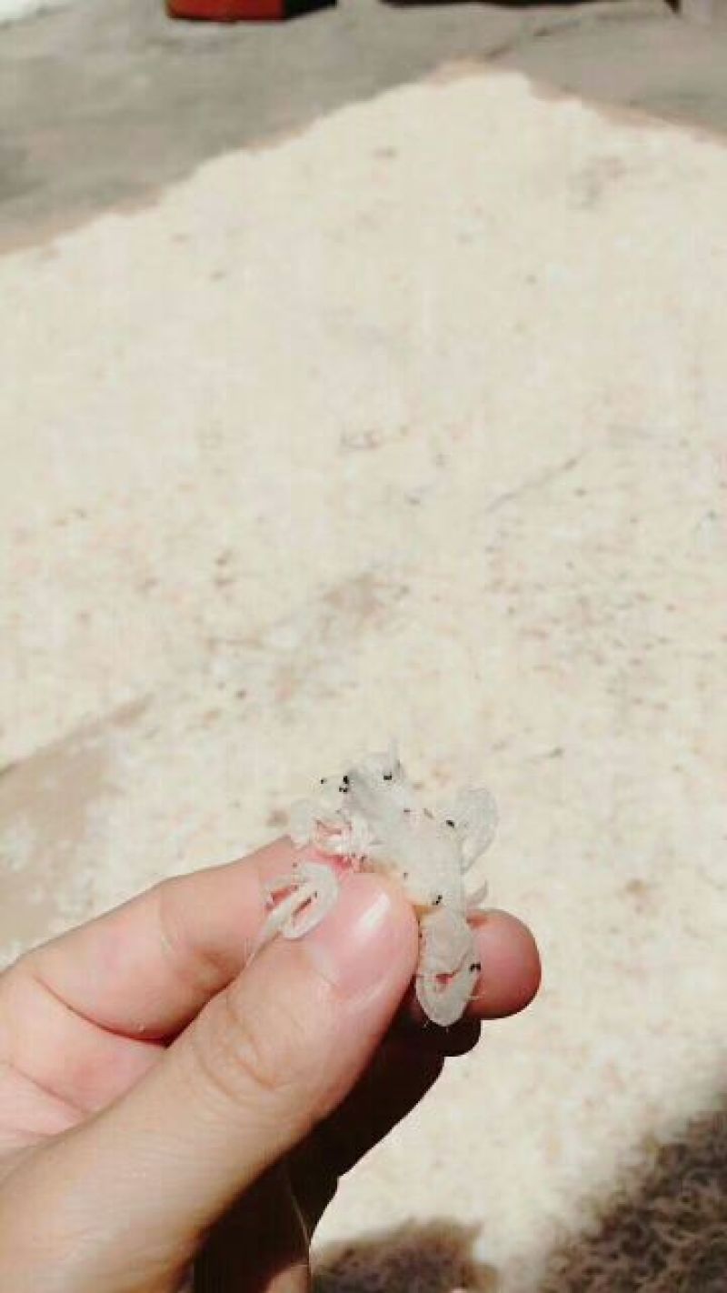 虾皮特级