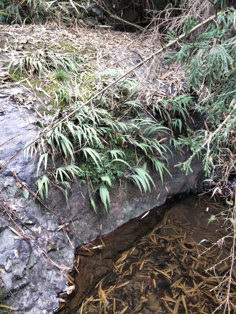 石菖蒲统条