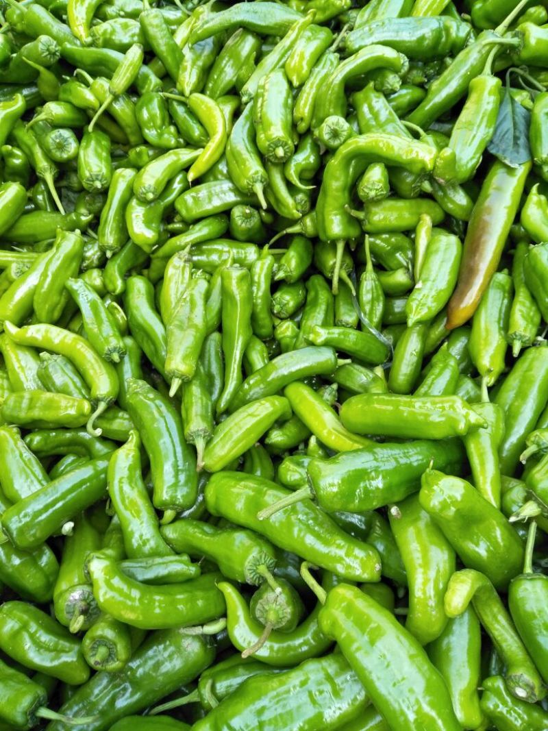 301泡椒大量供货中，大棚精品鲜辣椒，各种包装齐全。