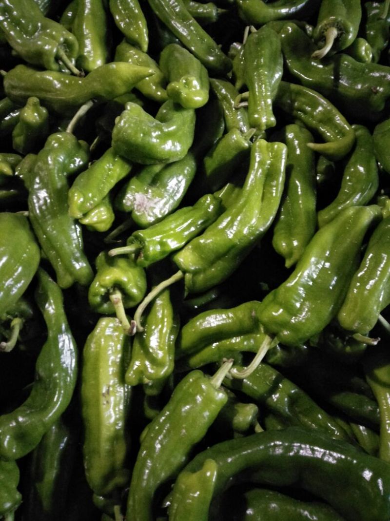 301泡椒大量供货中，大棚精品鲜辣椒，各种包装齐全。