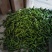 301泡椒大量供货中，大棚精品鲜辣椒，各种包装齐全。