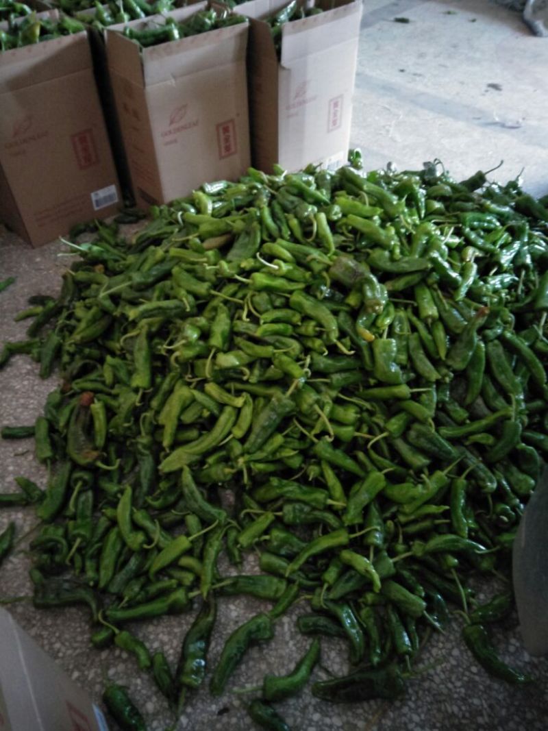 301泡椒大量供货中，大棚精品鲜辣椒，各种包装齐全。