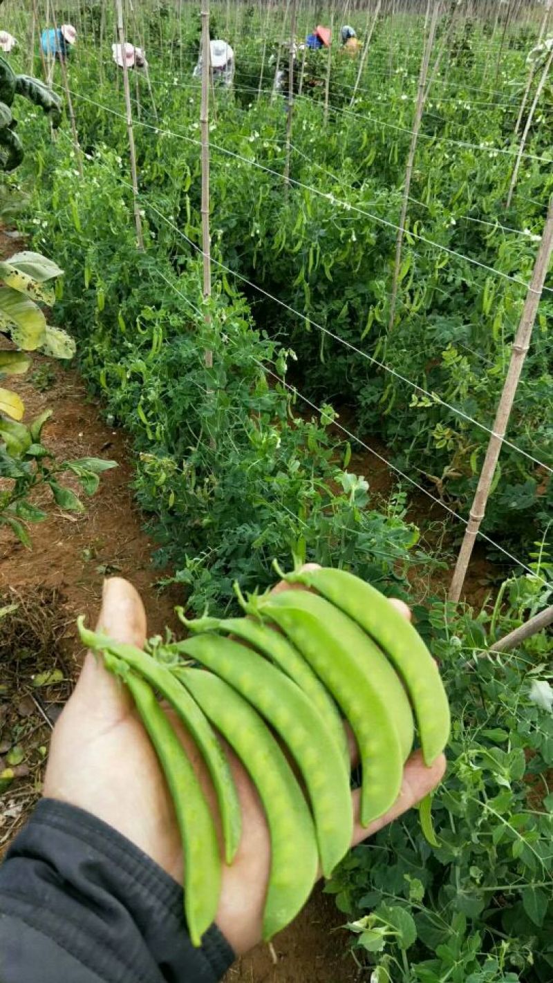 刀豆10cm以下