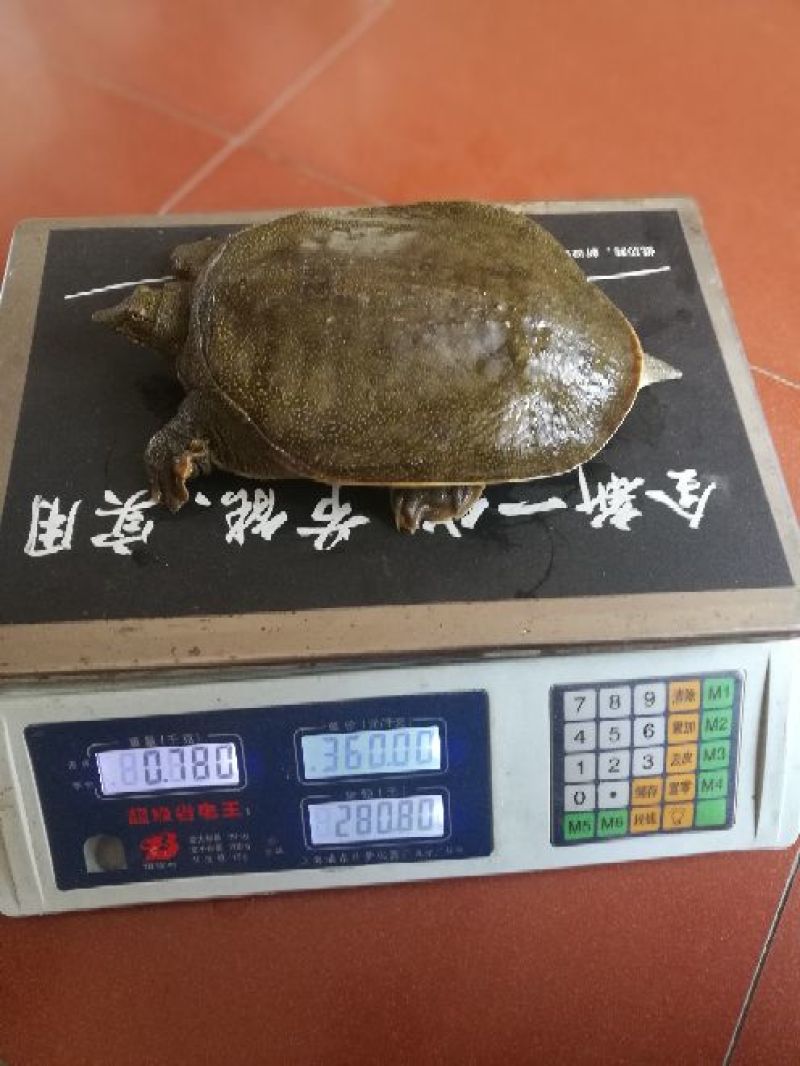 野生甲鱼1.5~2斤