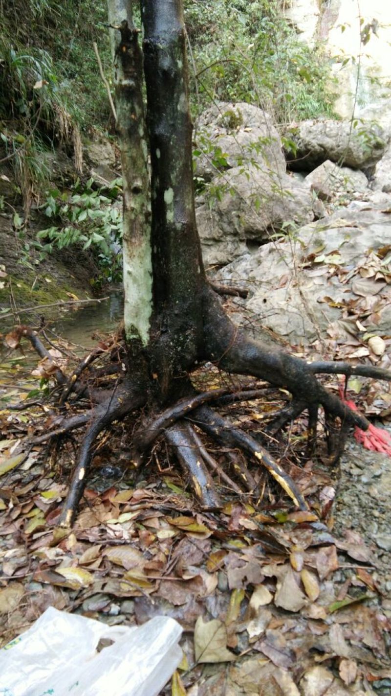 金弹子树桩