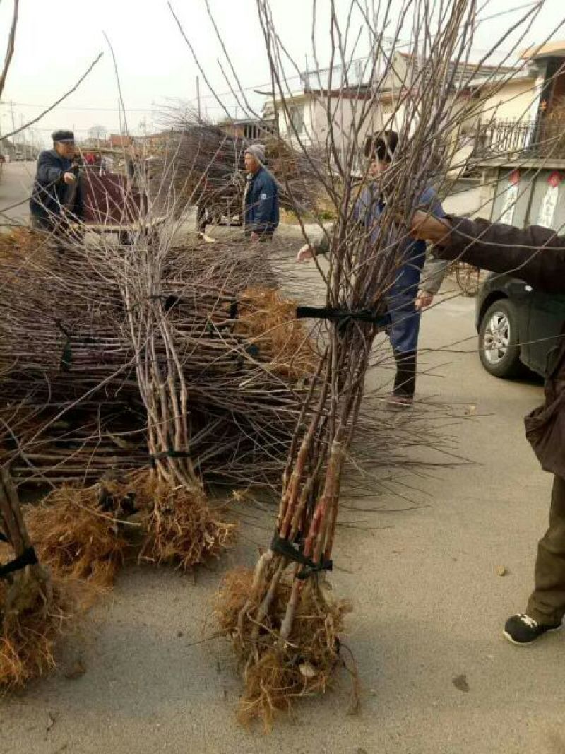 矮化苹果苗m26中间砧m9t337自根砧结果早产量高