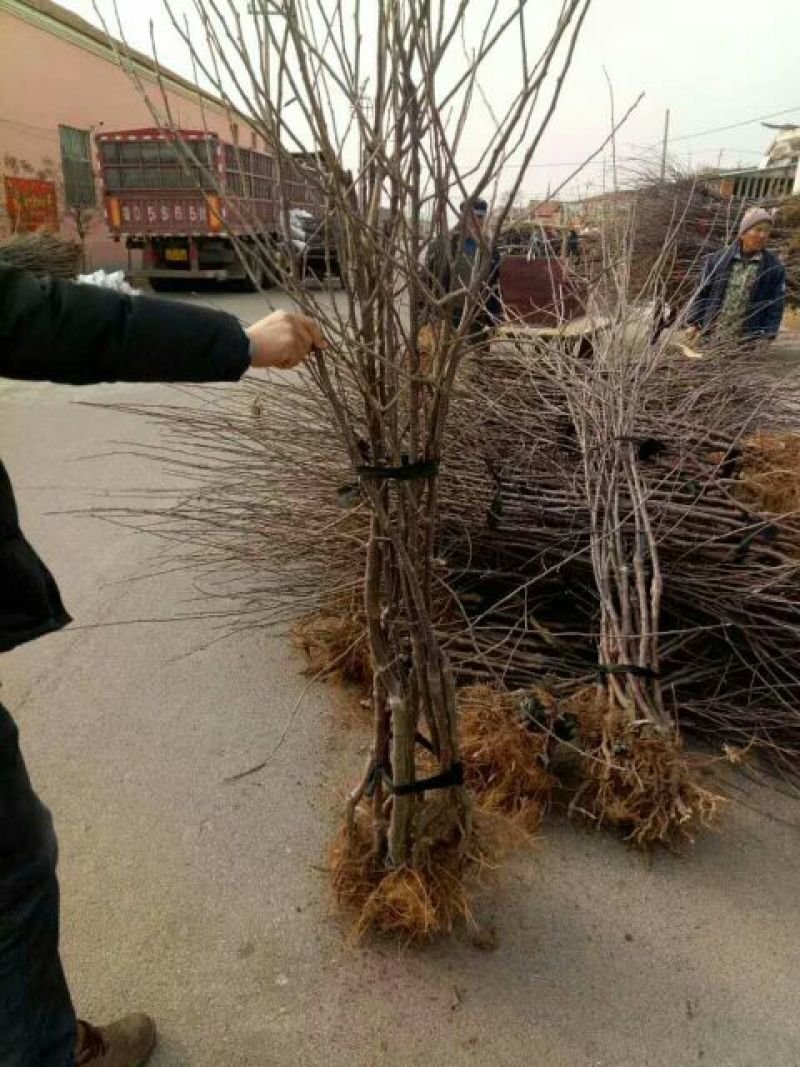矮化苹果苗m26中间砧m9t337自根砧结果早产量高