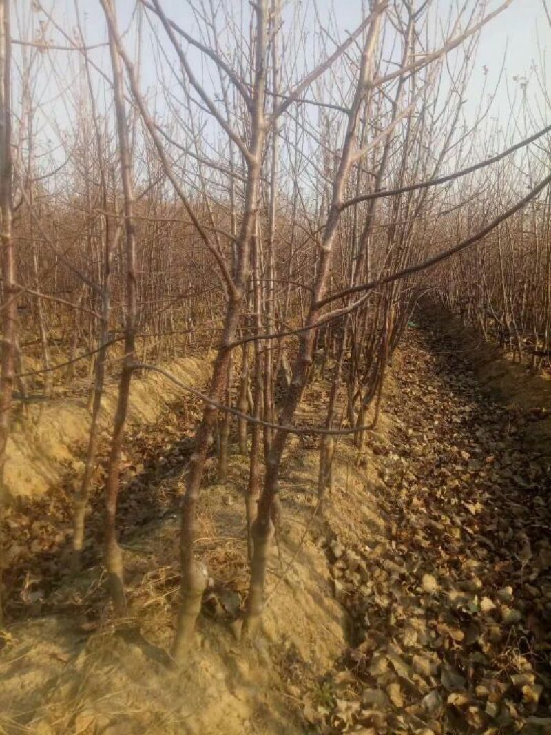 矮化苹果苗m26中间砧m9t337自根砧结果早产量高
