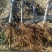 矮化苹果苗m26中间砧m9t337自根砧结果早产量高