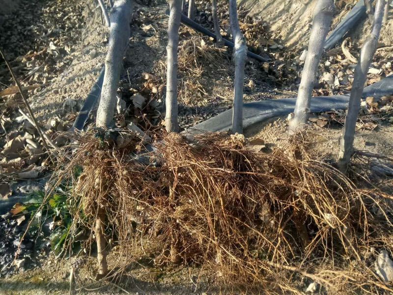 矮化苹果苗m26中间砧m9t337自根砧结果早产量高