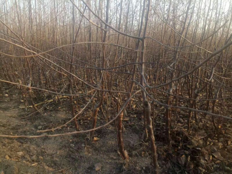 矮化苹果苗m26中间砧m9t337自根砧结果早产量高