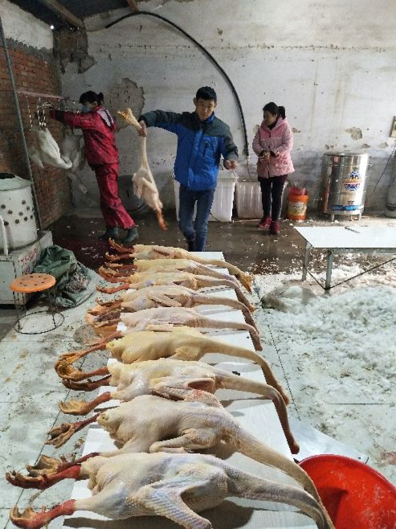 成年大白鹅肉鹅6~8斤