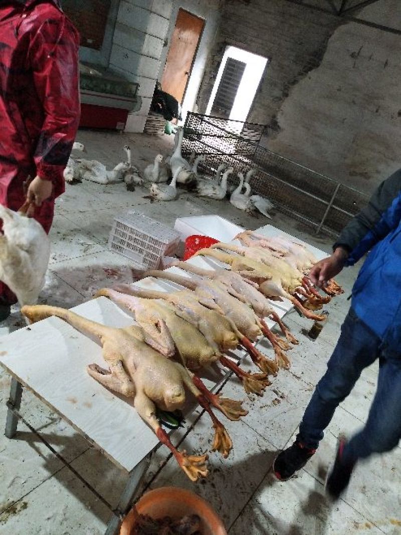 成年大白鹅肉鹅6~8斤