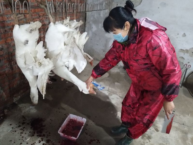 成年大白鹅肉鹅6~8斤