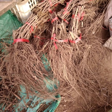 夏黑葡萄苗1年80~110cm