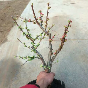 海棠18~20cm16~18cm4cm以下