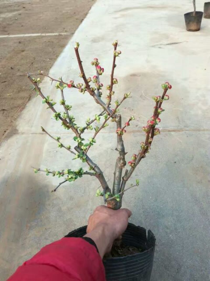 海棠18~20cm16~18cm4cm以下