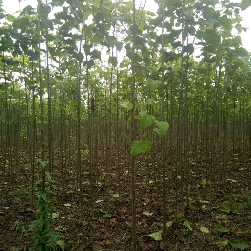 万亩楸树基地，供应楸树3-4公分，货源充足，