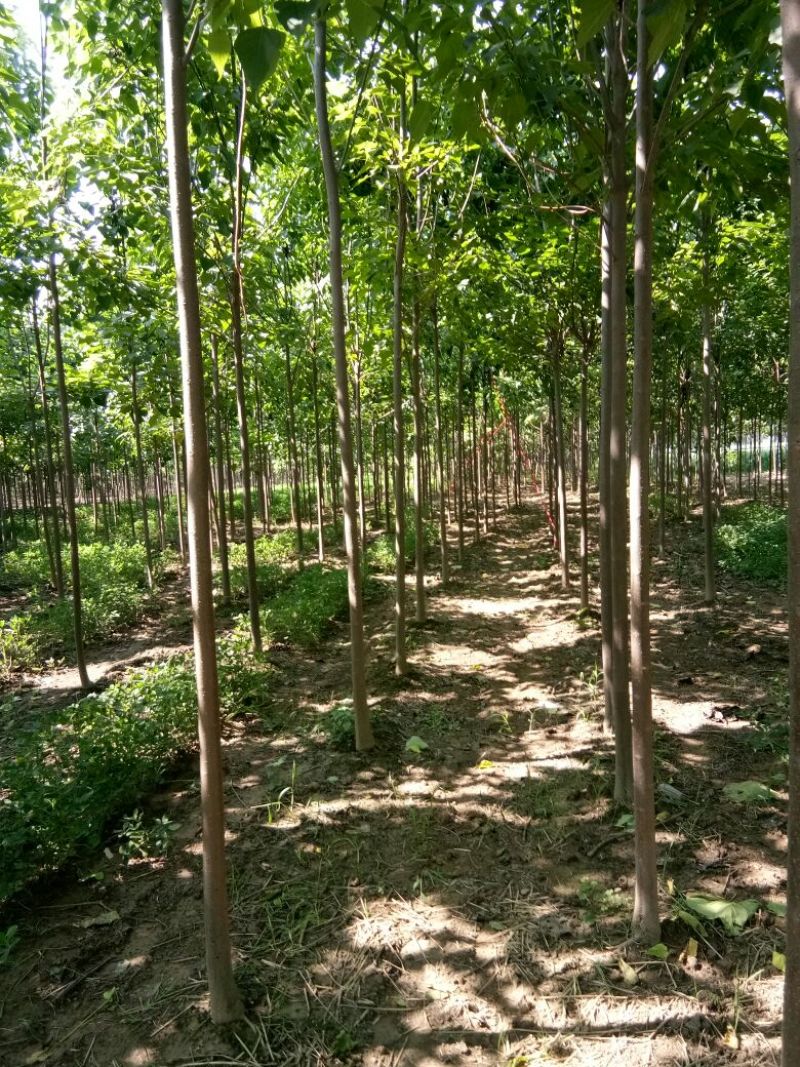 楸树4公分，货源充足