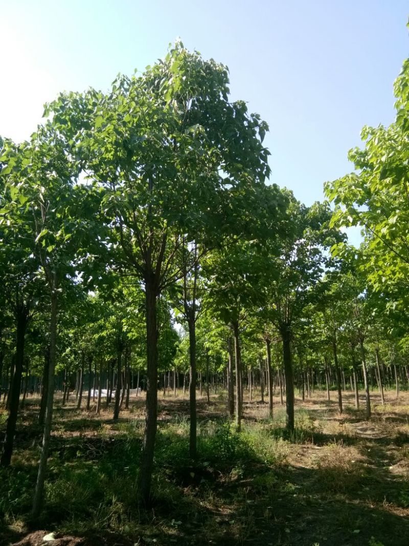 楸树15公分，