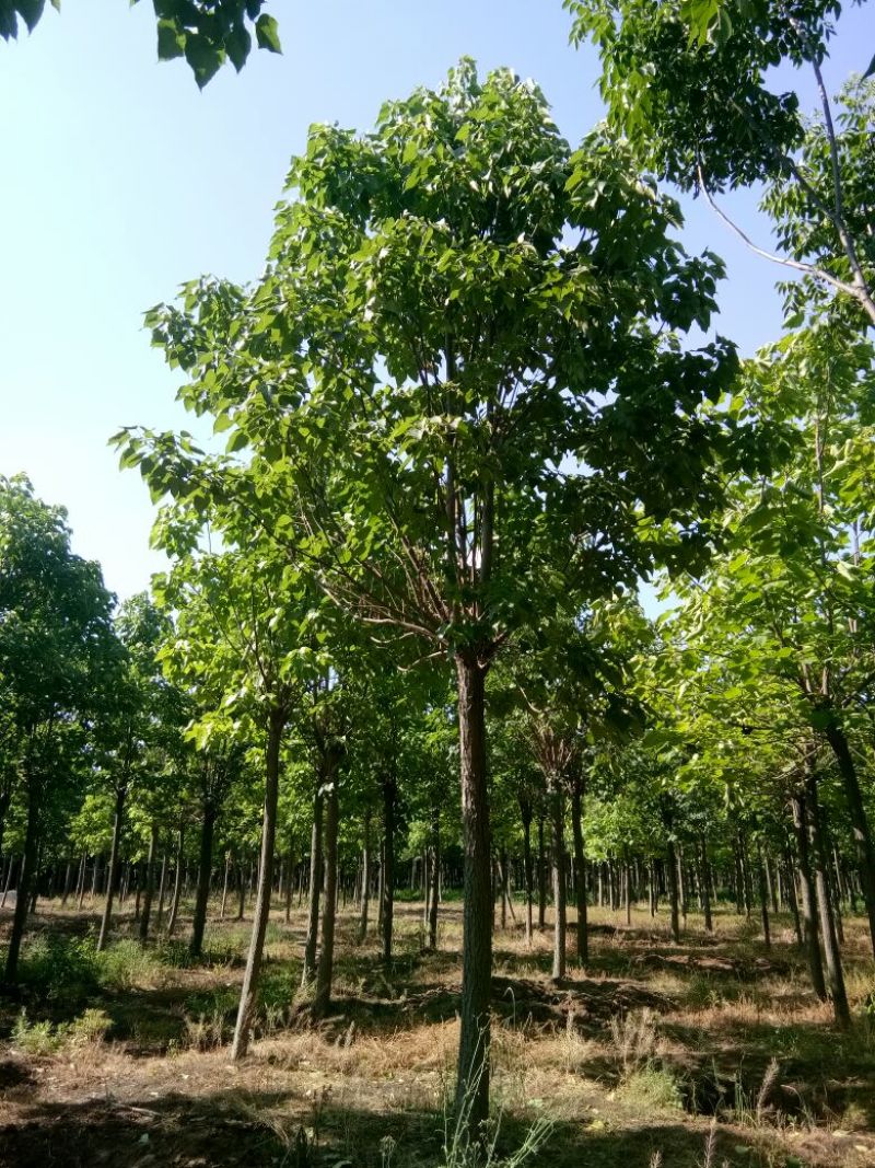 楸树15公分，