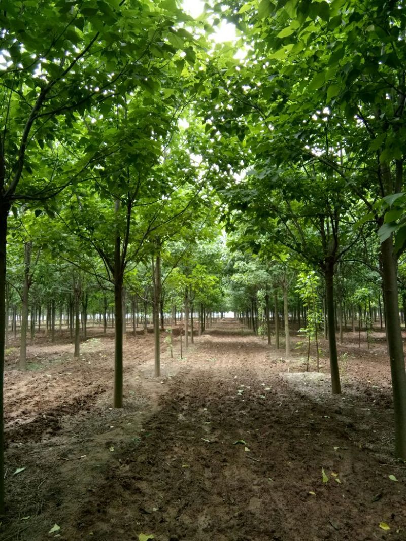 楸树15公分，
