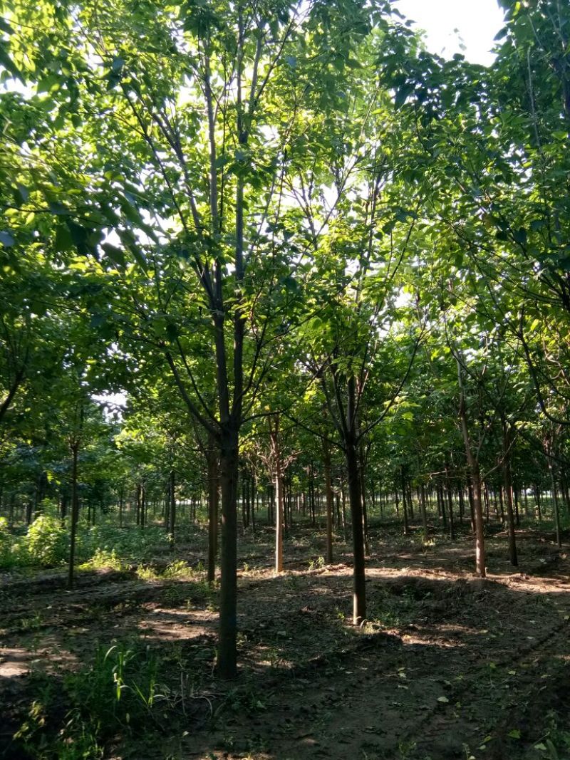 楸树15公分，
