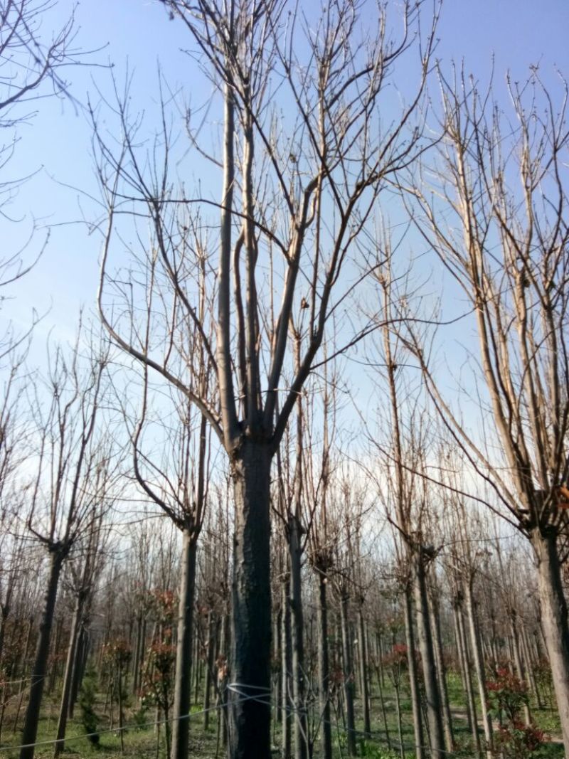 楸树15公分，